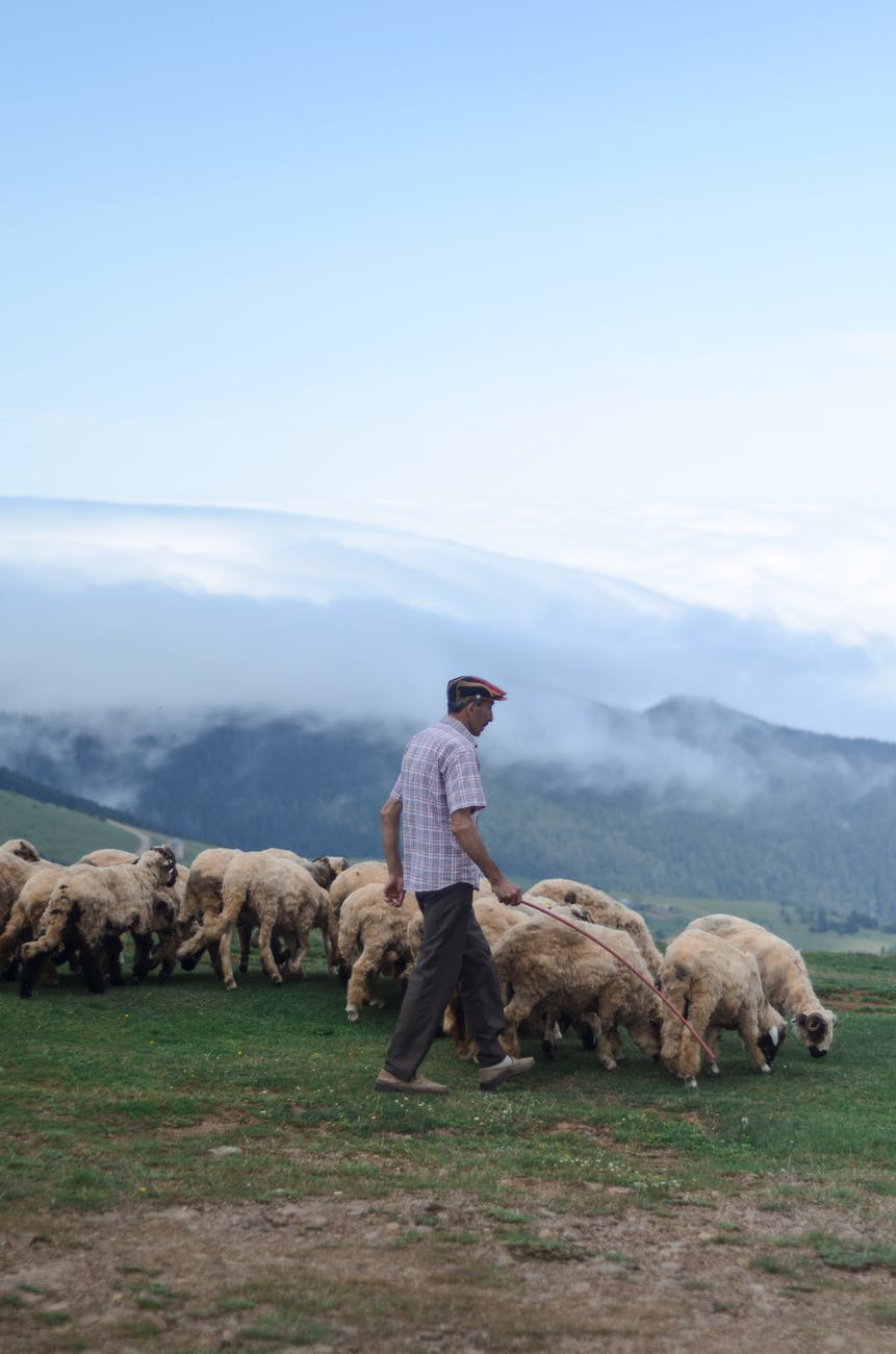side view photo of shepherd walking his flock of sheep in grass field