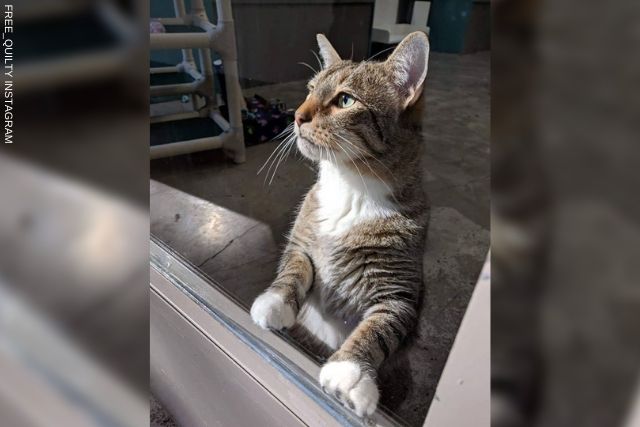 WEB-Quilty-the-cat-earns-rebel-status-for-repeatedly-freeing-cat-comrades